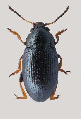 Mantura sp.